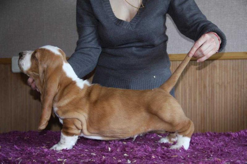 Elvis Moy laskoviy i nezhniy zver' | Basset Hound 