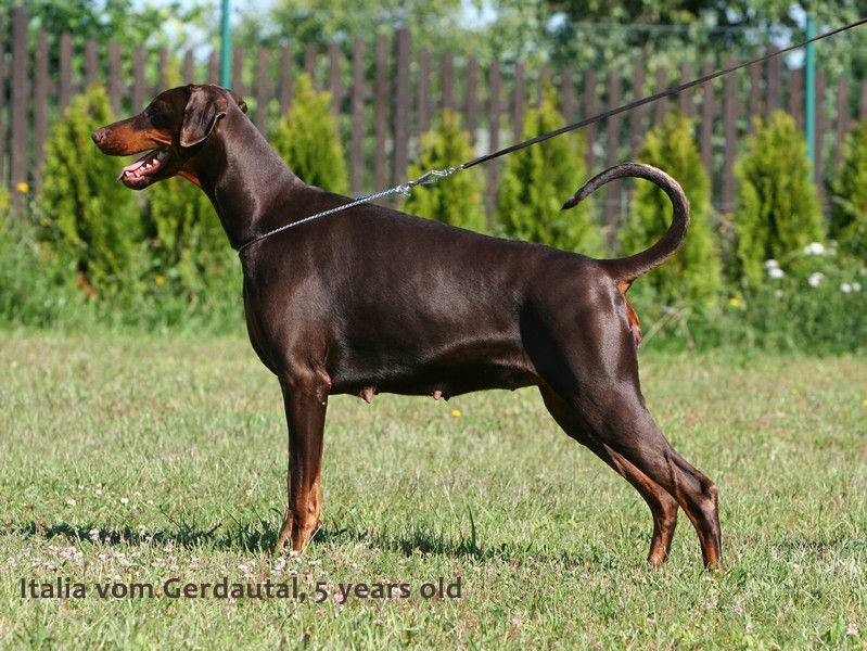 Italia v. Gerdautal | Brown Doberman Pinscher