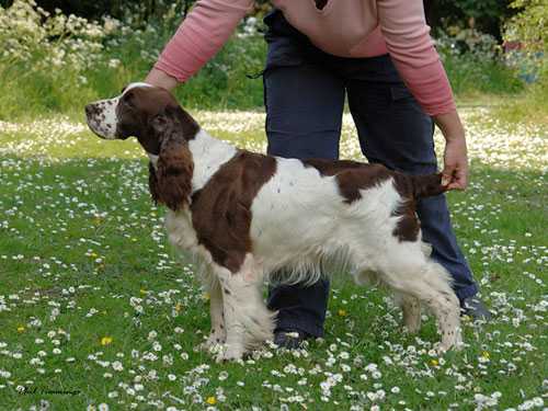 Beresford Love Me Do | English Springer Spaniel 