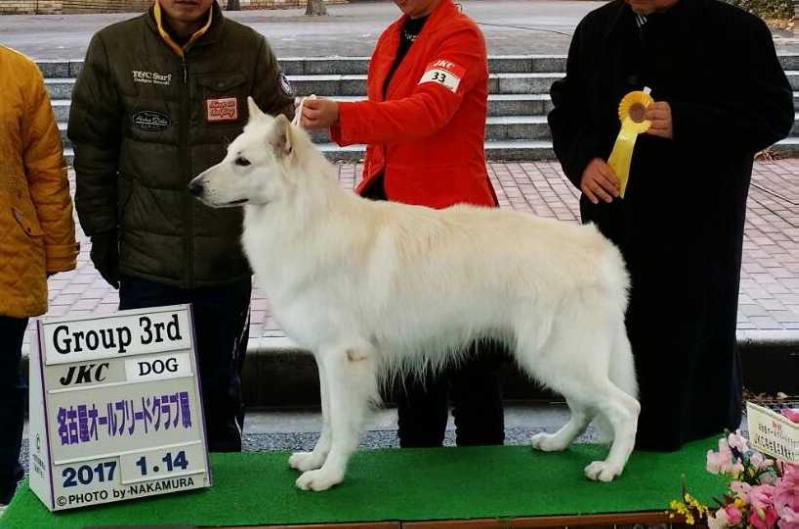 Kaiser vom Weissen Zwinger | White Swiss Shepherd Dog 