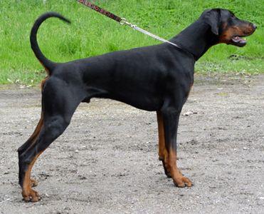 Jaguar v. Gerdautal | Black Doberman Pinscher