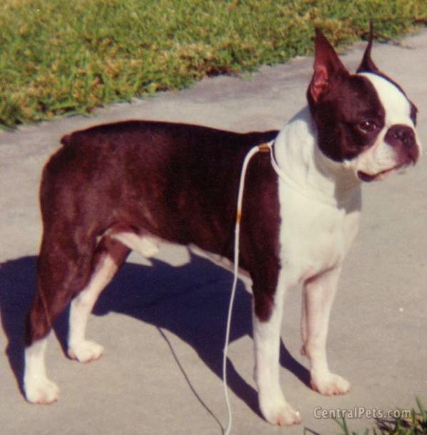 Good Time Charlie T Brown | Boston Terrier 