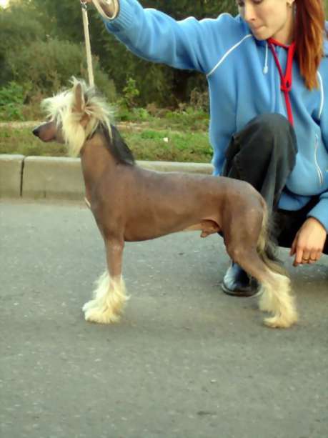 Jewels Can't Wait to Be King | Chinese Crested 