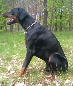 Janeiro v. Gerdautal | Black Doberman Pinscher