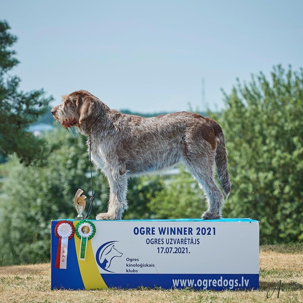 Gaudia Duch Basty | Spinone Italiano 