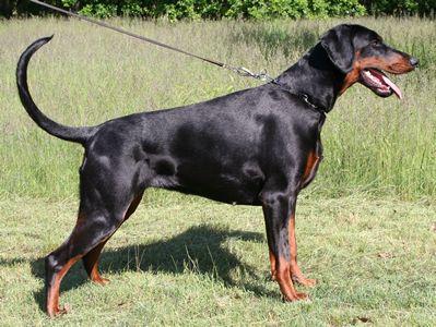 Janis v. Gerdautal | Black Doberman Pinscher