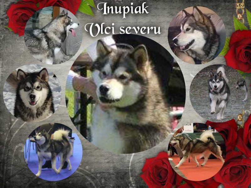 Inupiak Vlci severu | Alaskan Malamute 