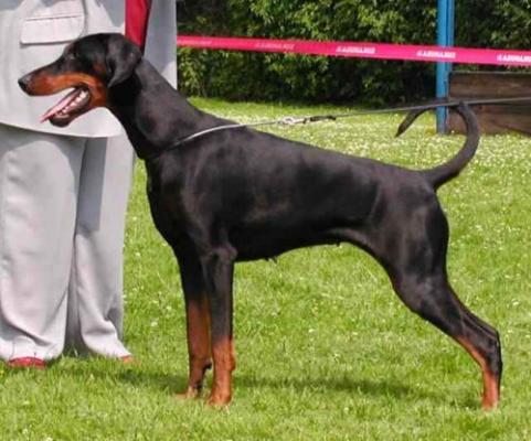 Borana v. Nemesis | Black Doberman Pinscher