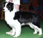 Omegamtn Elvis Rocks | Border Collie 