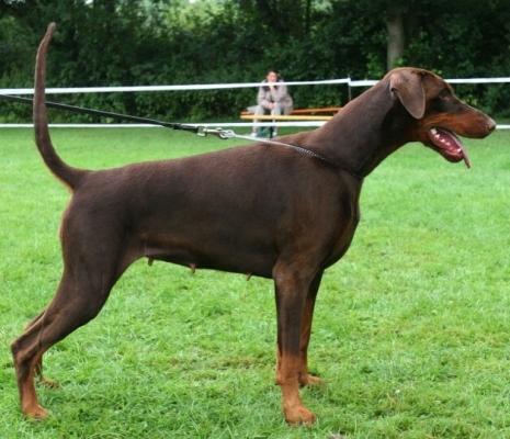 Castella v. Nemesis | Brown Doberman Pinscher