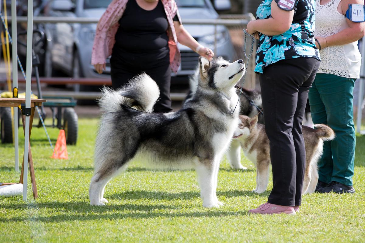 Polarhike A New Hope | Alaskan Malamute 