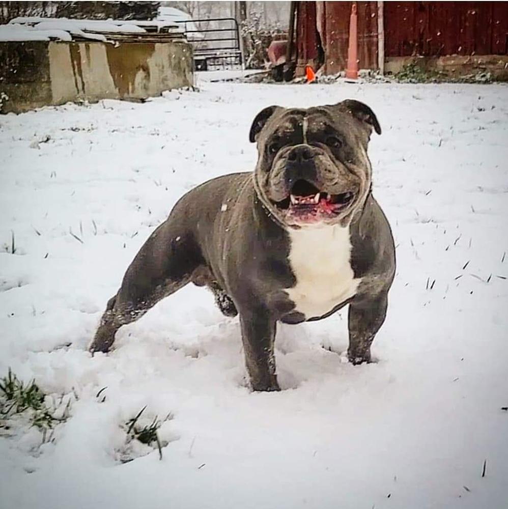 Cherokees kane brown | Olde English Bulldogge 