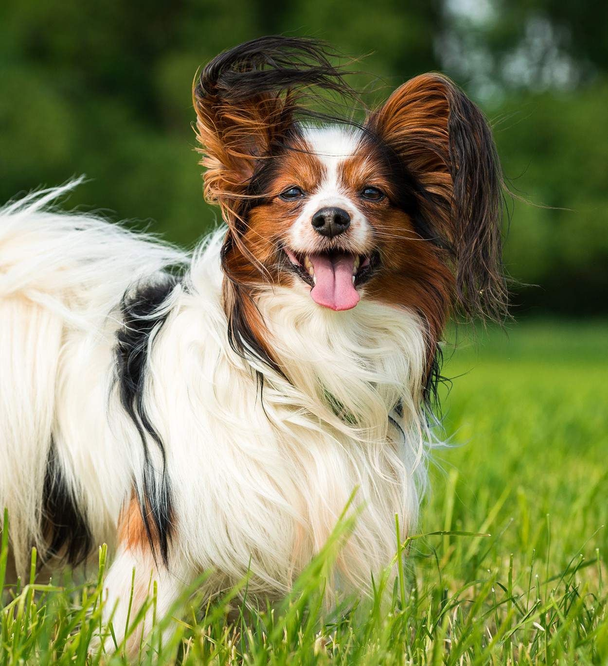 Papillon