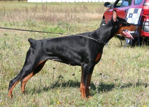 Giorgia Di Altobello | Black Doberman Pinscher