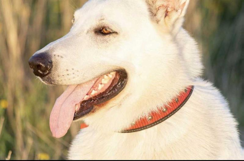 X- Calibur de Ancalu | White Swiss Shepherd Dog 