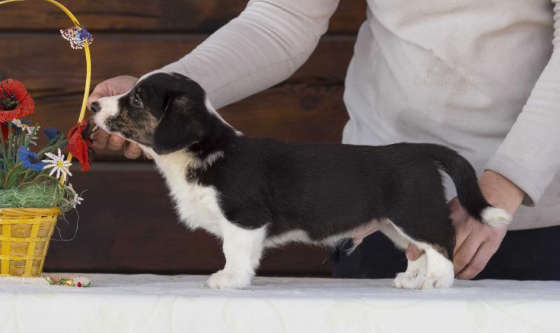 Sun Style Rozhdenny Pobezhdat | Cardigan Welsh Corgi 