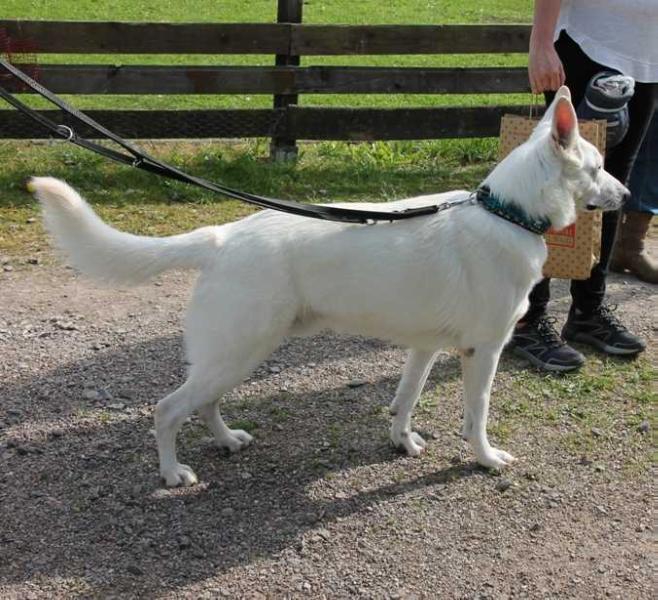 Galino von Darinka | White Swiss Shepherd Dog 