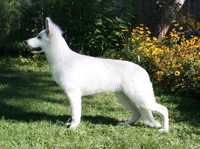 Victorious Sasha of Joy | White Swiss Shepherd Dog 
