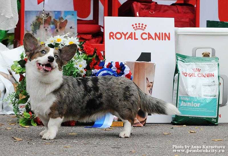 Zabova Gyvates Asara | Cardigan Welsh Corgi 