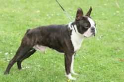 SUNWOOD HOW COOL TO BE ME | Boston Terrier 