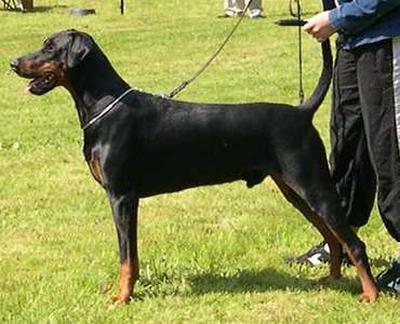 Boss v. Larimar | Black Doberman Pinscher