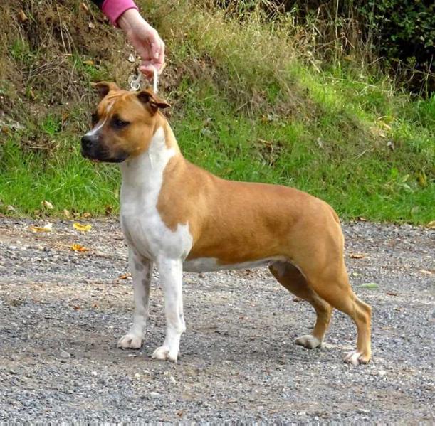Ceva Tipitzhanky Dohnal´s | American Staffordshire Terrier 