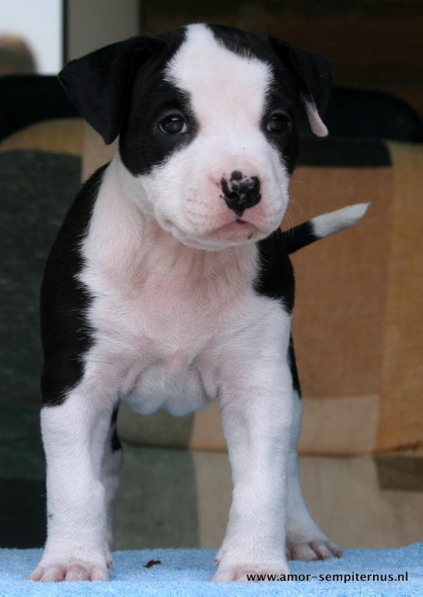 Amor Sempiternus Septemdecim | American Staffordshire Terrier 