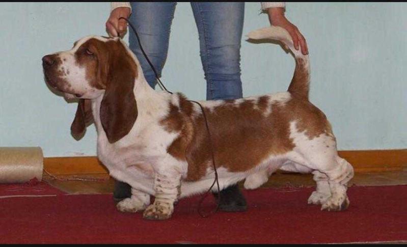 Alisstera Armani Red Ray | Basset Hound 