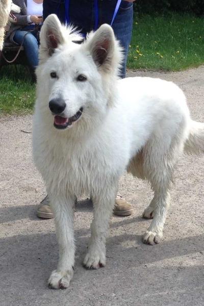 Alfons Vom Pilsensee | White Swiss Shepherd Dog 