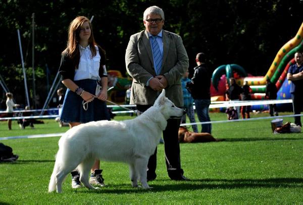 Im Fire Star of Alpen Angel | White Swiss Shepherd Dog 