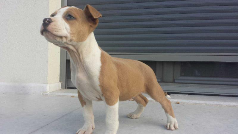Apollo of Age of Imperial Staffs | American Staffordshire Terrier 