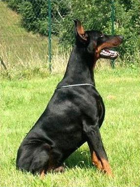 Aron v. Löwen Dom | Black Doberman Pinscher