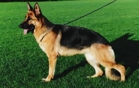 Toska vom Fichtenschlag | German Shepherd Dog 