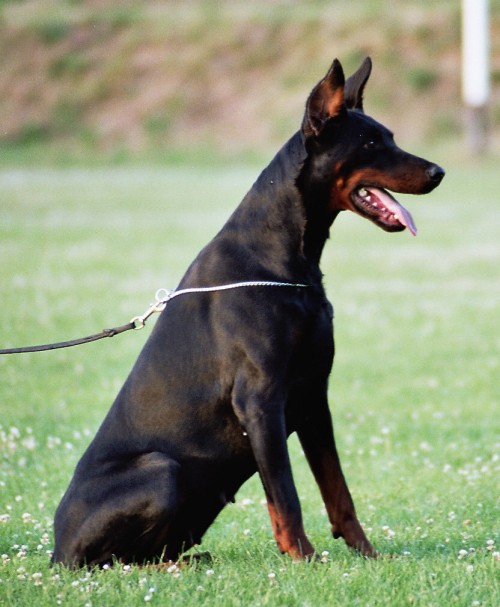 Bora v. Löwen Dom | Black Doberman Pinscher