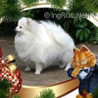 UNITA ADELINA WHITE | German Spitz 