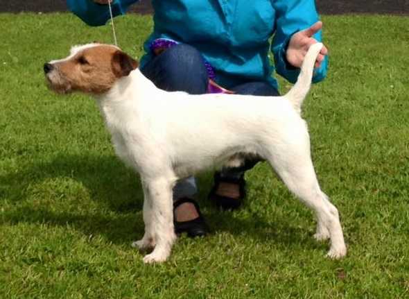 Rushden Gorgeous George | Parson Russell Terrier 