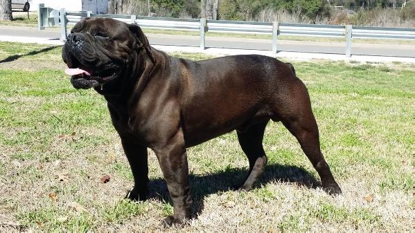 Bullking's Black Busa of Red Gator | Olde English Bulldogge 