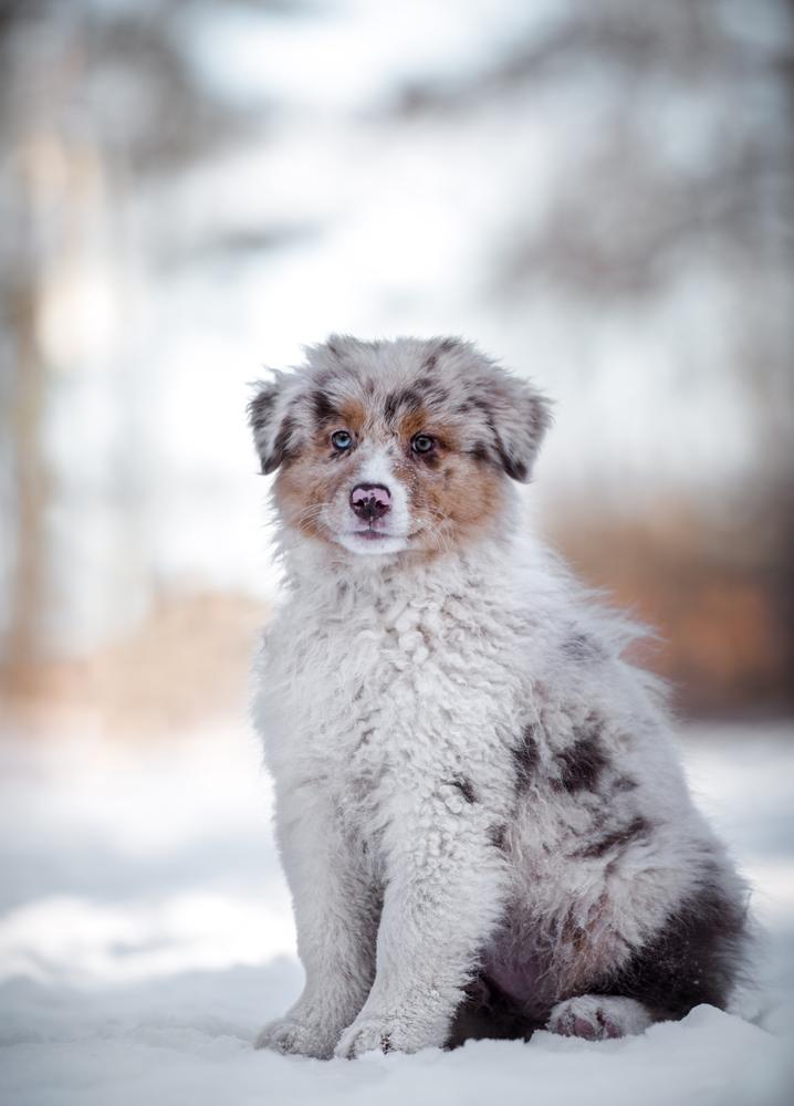 Malka's beyond the shadow's | Australian Shepherd 