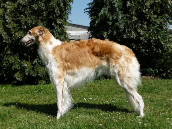 Henriette Zarownik | Borzoi 