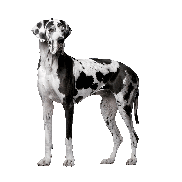 Great Dane