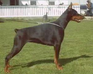 Fanthoma v. Trokadero | Black Doberman Pinscher