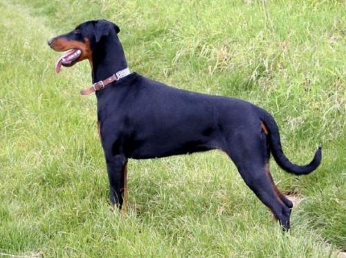 Isaja v. Trokadero | Black Doberman Pinscher