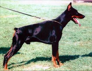 Einar v.d. Tidianshöhle | Black Doberman Pinscher