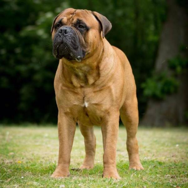 Hefrings-Pride Legend | Bullmastiff 