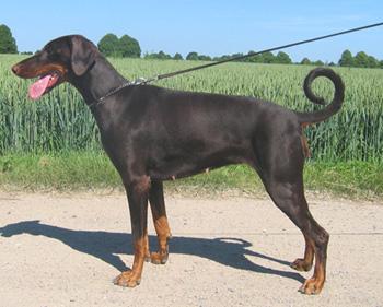 Habi v.d. Tidianshöhle | Brown Doberman Pinscher