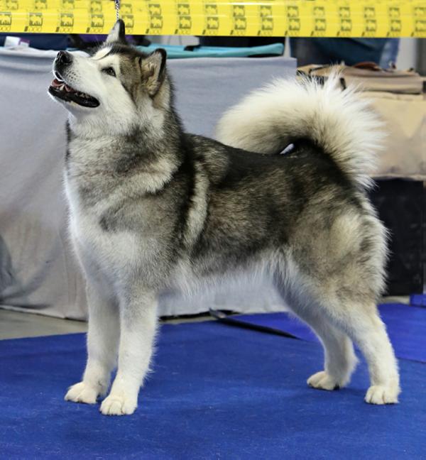 Adore Princess Arctic Storm | Alaskan Malamute 