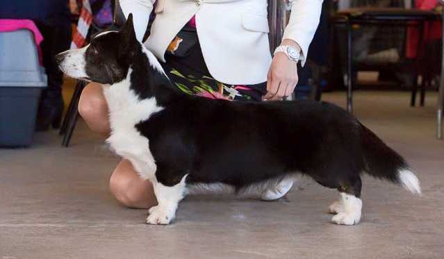 Xtacee By Green Sand Beach | Cardigan Welsh Corgi 