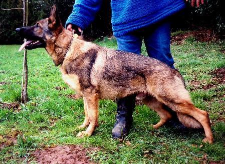 Indiana von der Räubertochter | German Shepherd Dog 