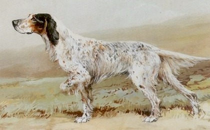 O By Jingo | English Setter 