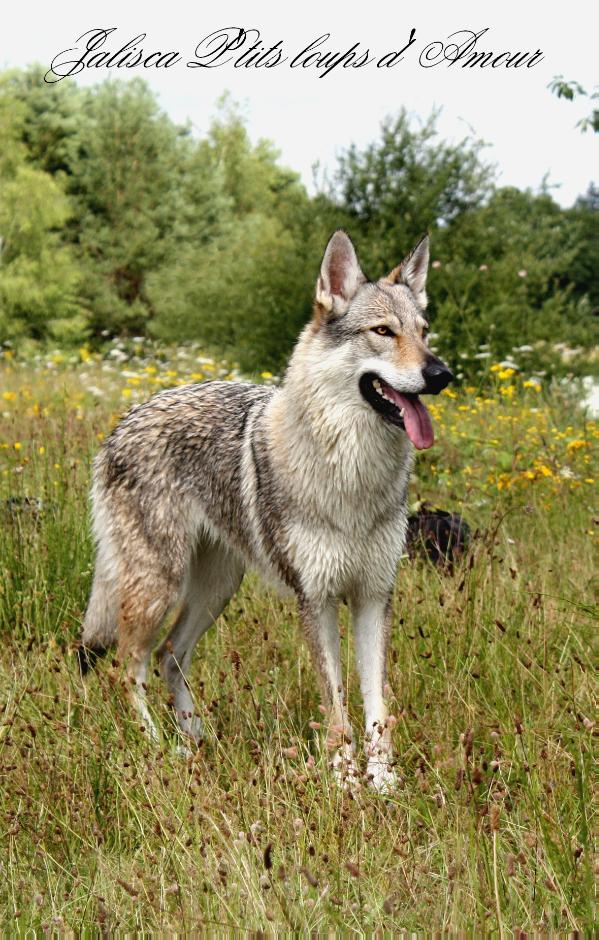 Jalisca P'Tits Loups d'Amour | Czechoslovakian Wolfdog 